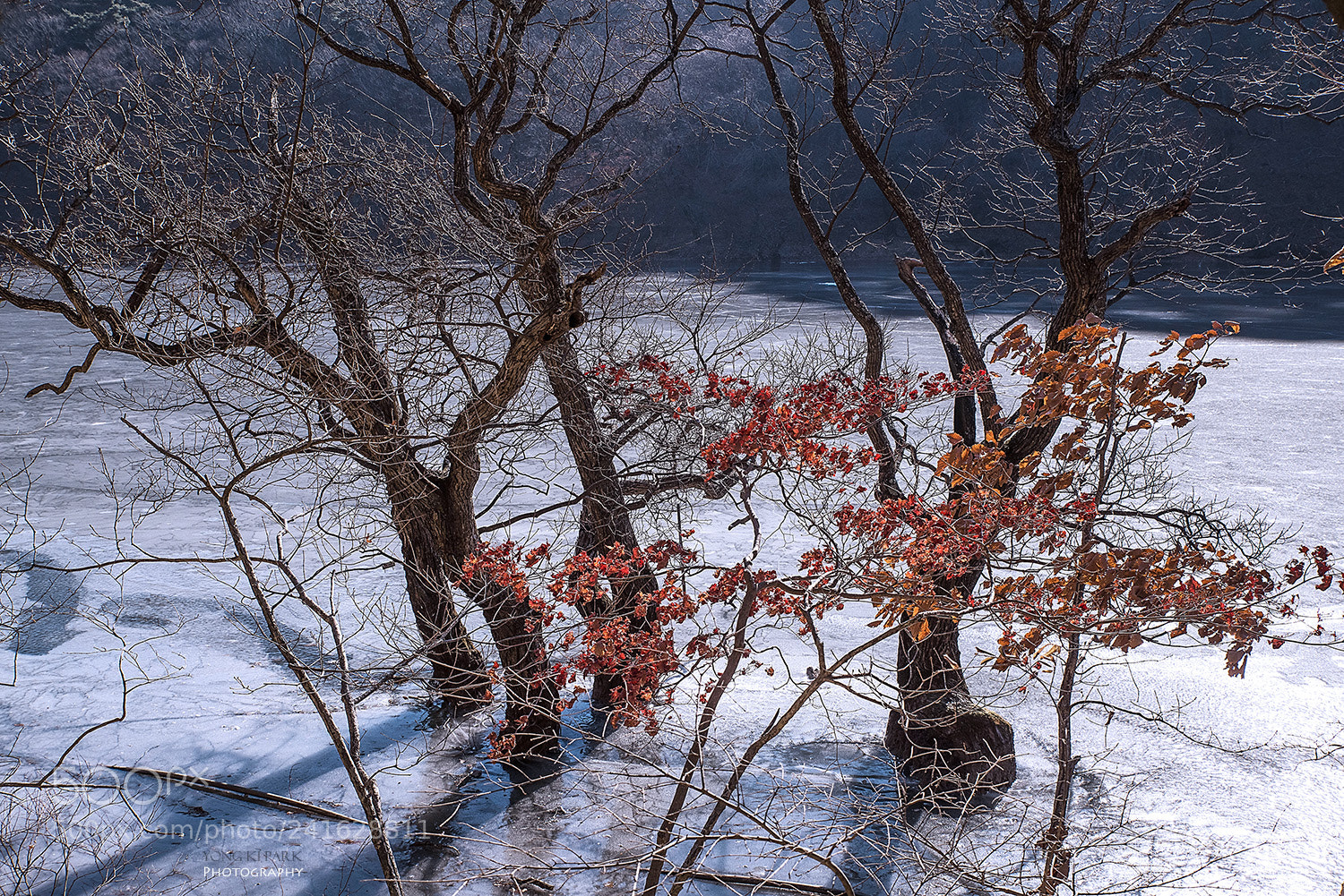 Pentax K-1 sample photo. Winter of the small photography