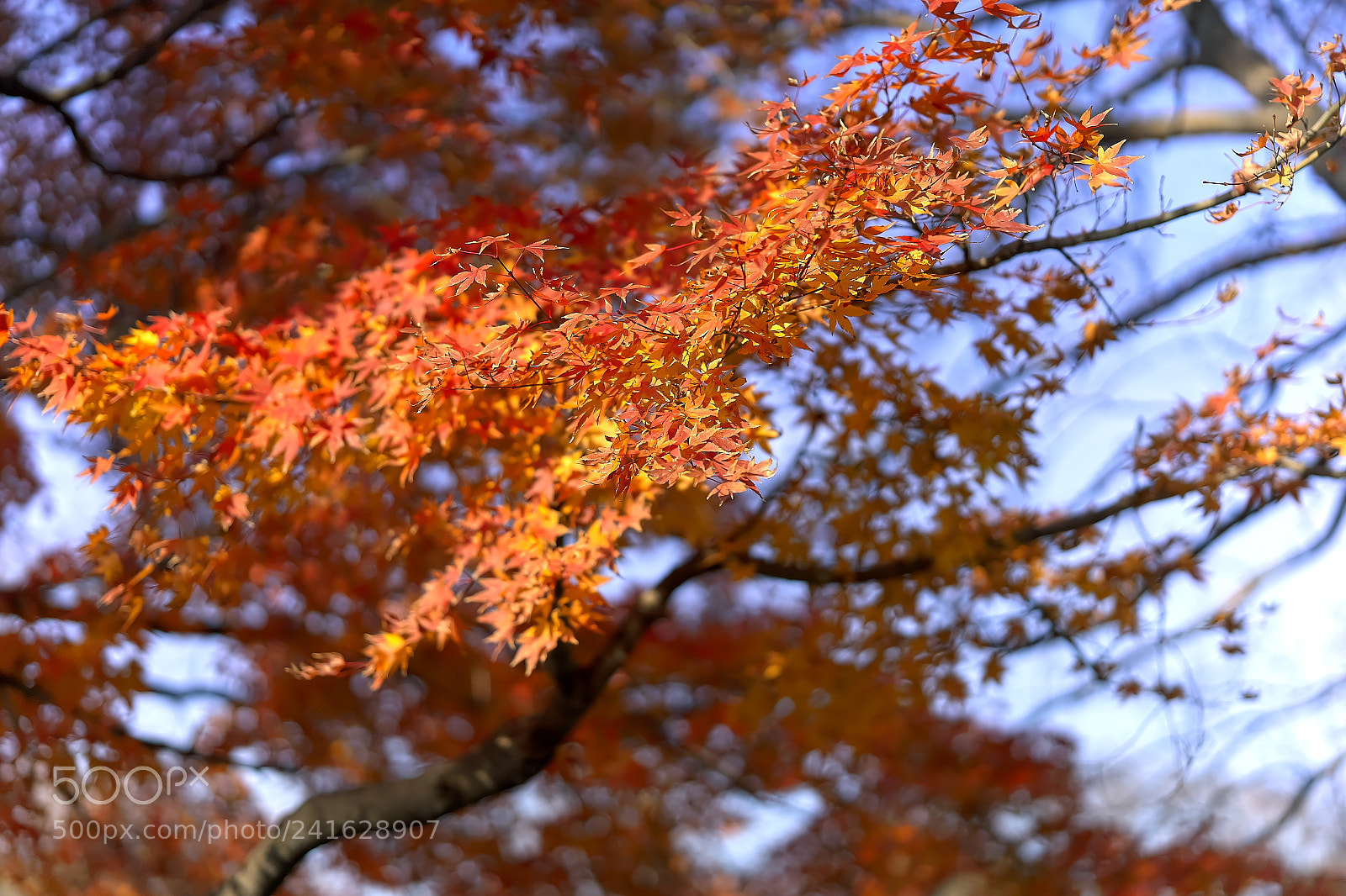 Sony a7 sample photo. Autum leaves photography