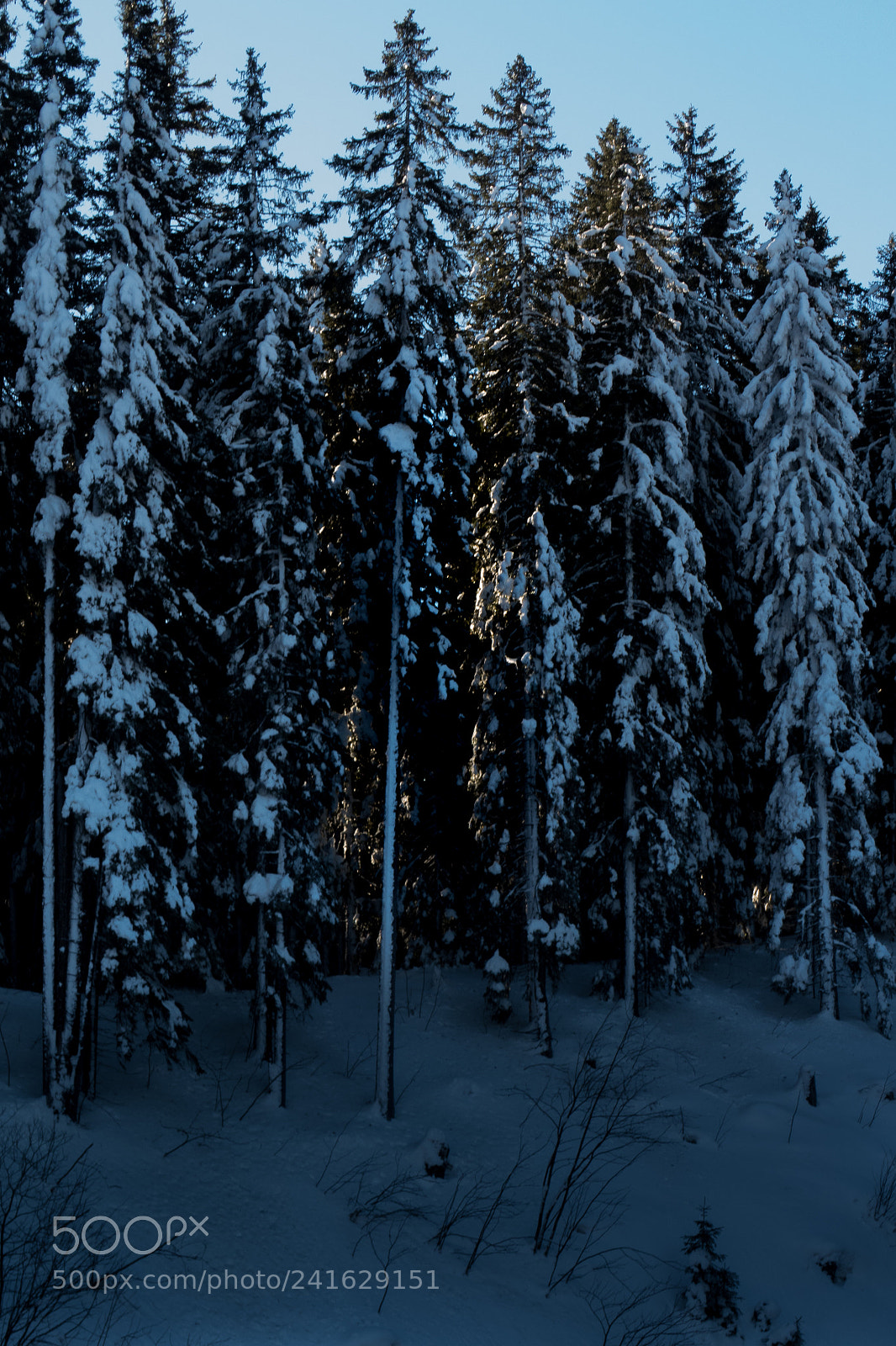 Canon PowerShot G7 X sample photo. Winter forest photography