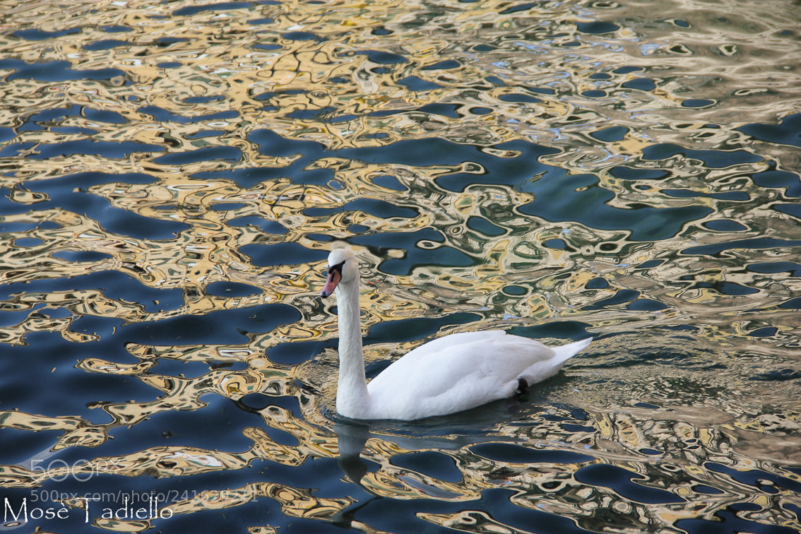 Canon EOS 550D (EOS Rebel T2i / EOS Kiss X4) sample photo. Golden reflection photography