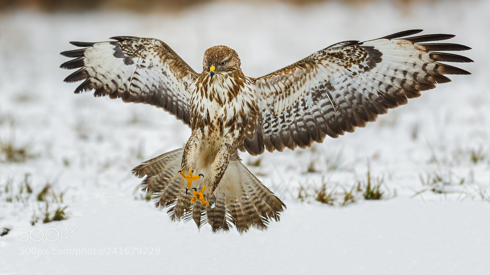 Canon EOS-1D X Mark II sample photo. Common buzzard photography