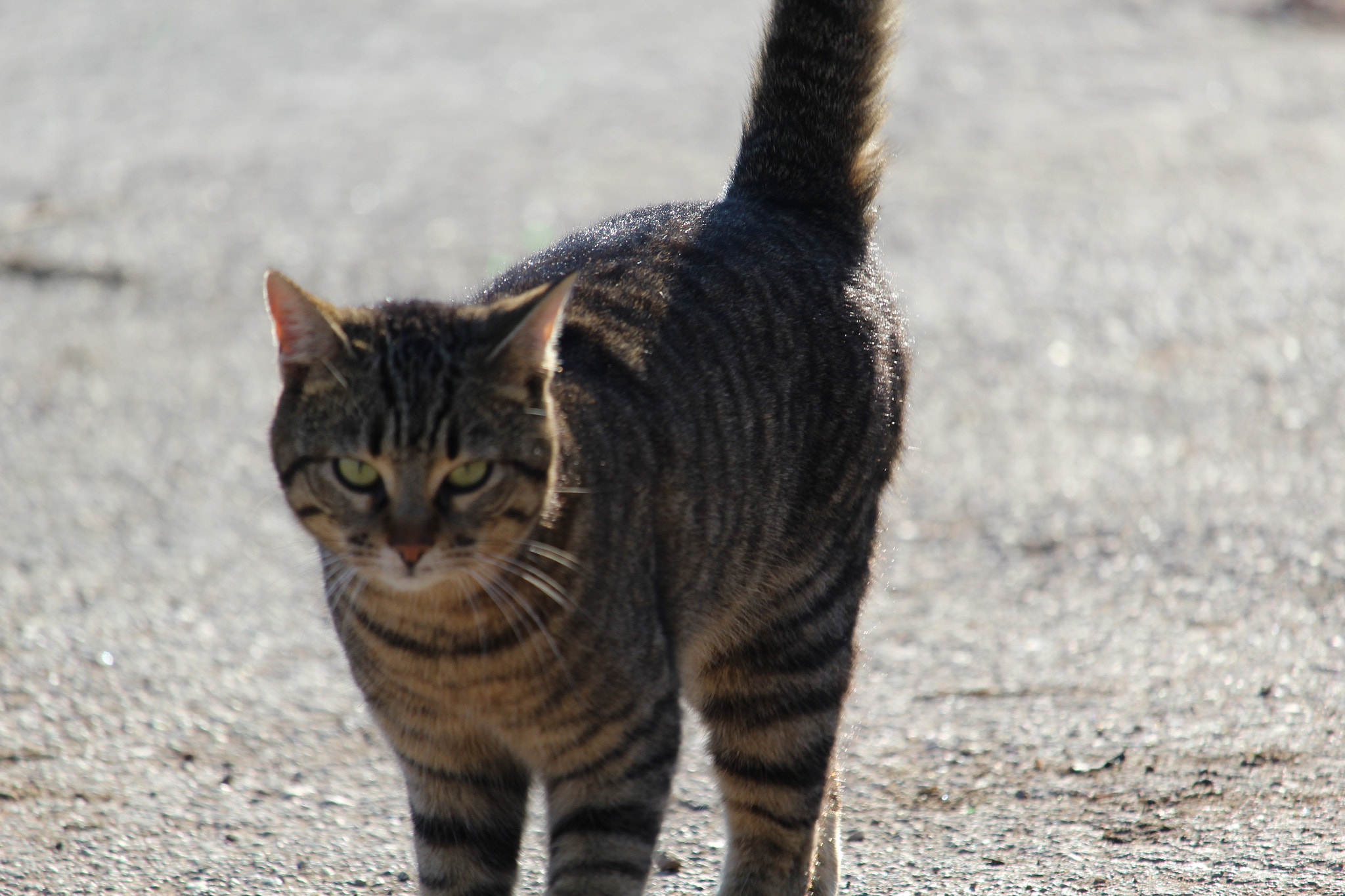 Canon EF-S 55-250mm F4-5.6 IS STM sample photo. The cat photography