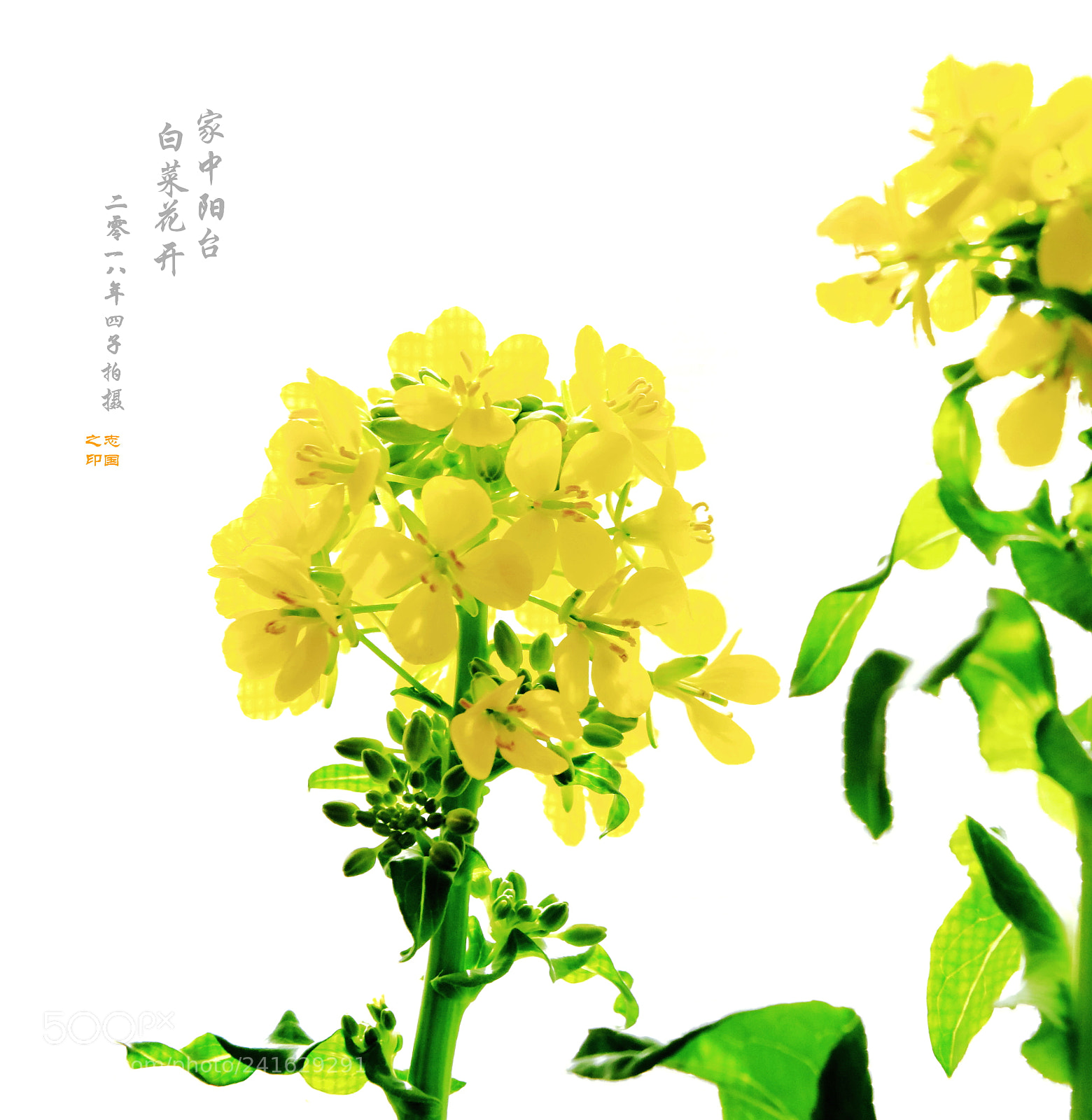 Canon PowerShot G1 X Mark II sample photo. Napa flowers  白菜花 photography