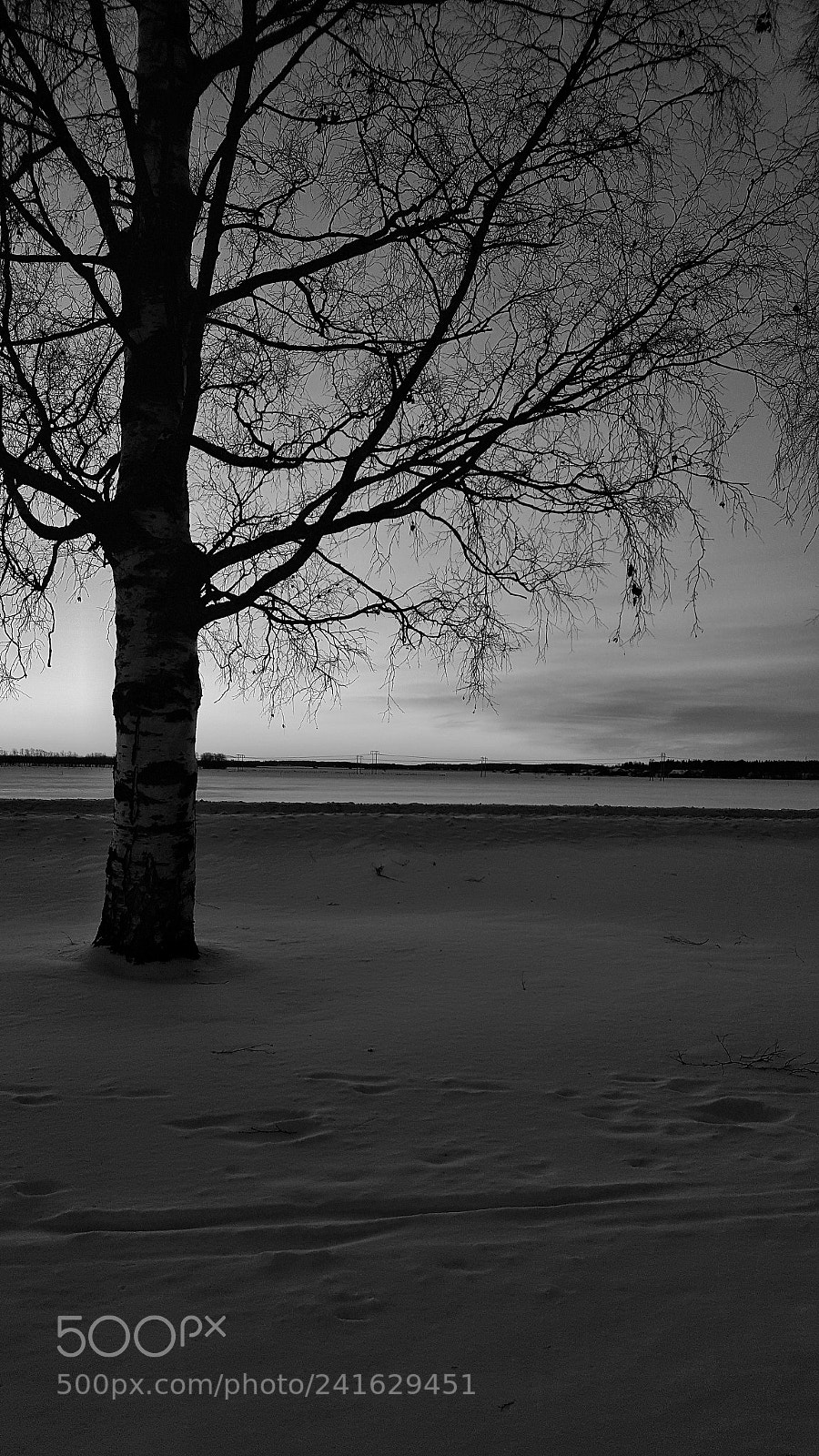Samsung Galaxy S6 sample photo. Bw tree photography