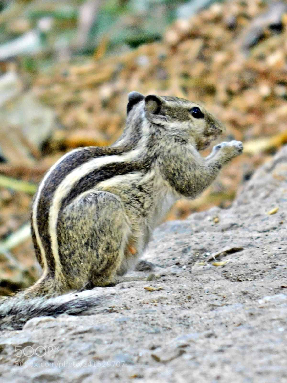Nikon Coolpix B500 sample photo. The squirrel photography