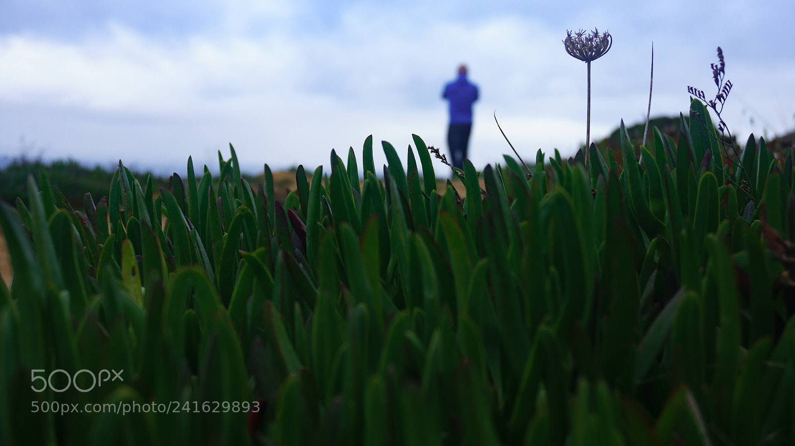 Sony Alpha NEX-5T sample photo. Frog view photography