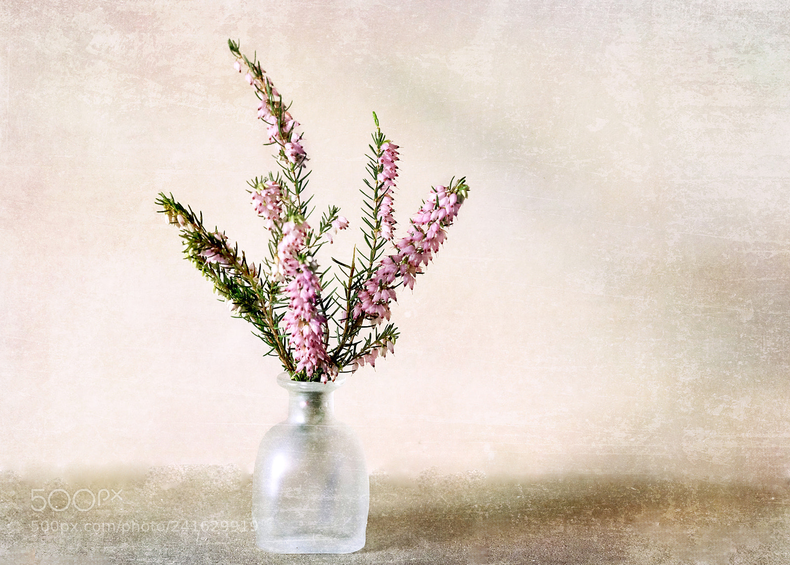 Fujifilm X-T10 sample photo. Heather photography