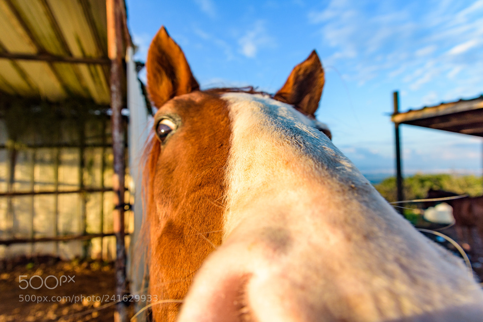 Nikon D7200 sample photo. Horse close-up photography