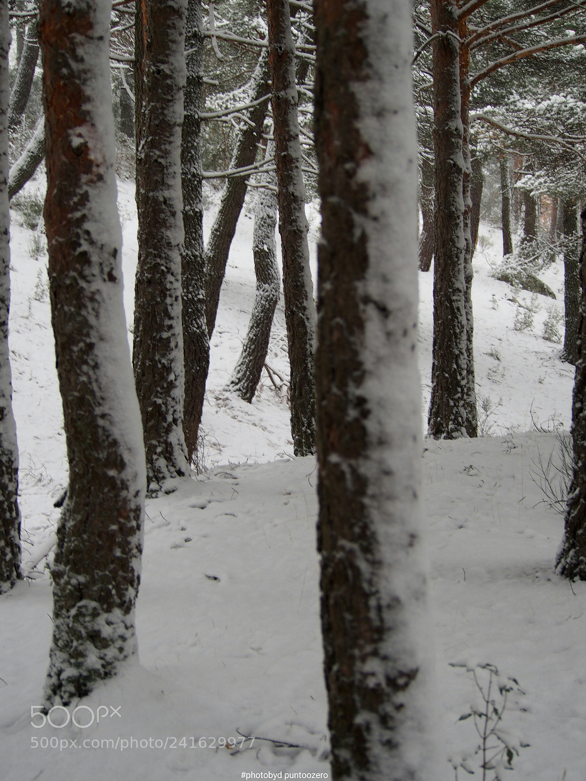 Olympus PEN E-PL6 sample photo. Forest photography