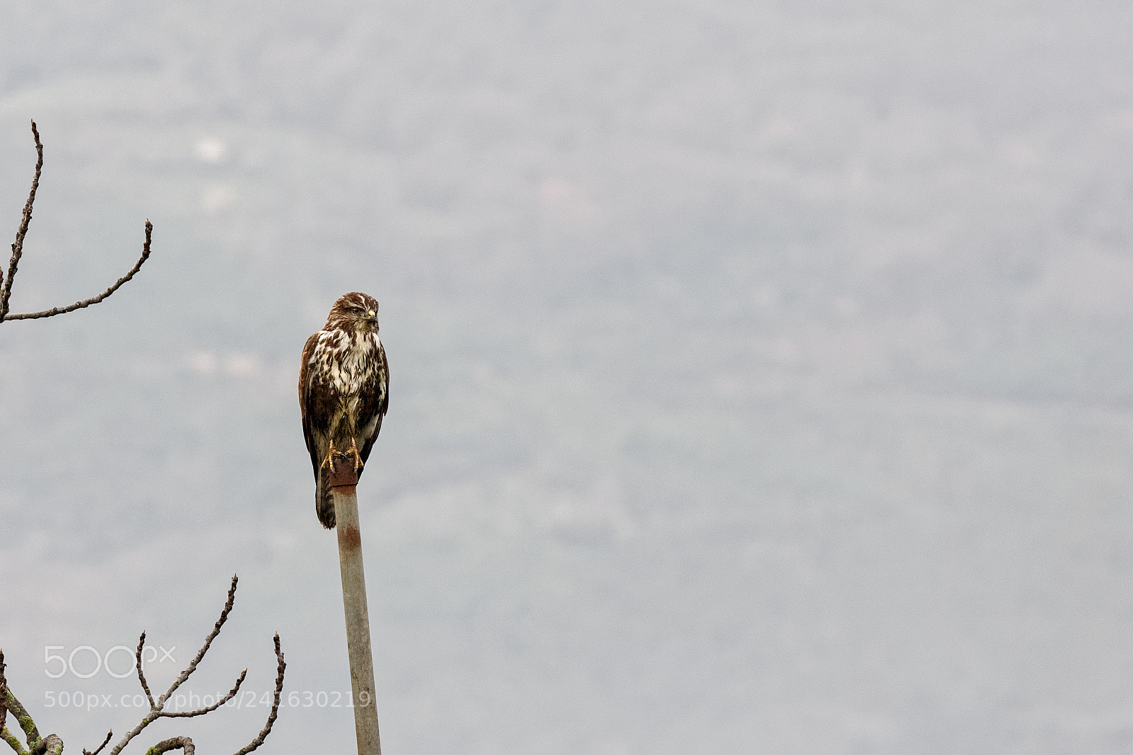 Canon EOS-1D Mark II sample photo. Detail of common buzzard photography