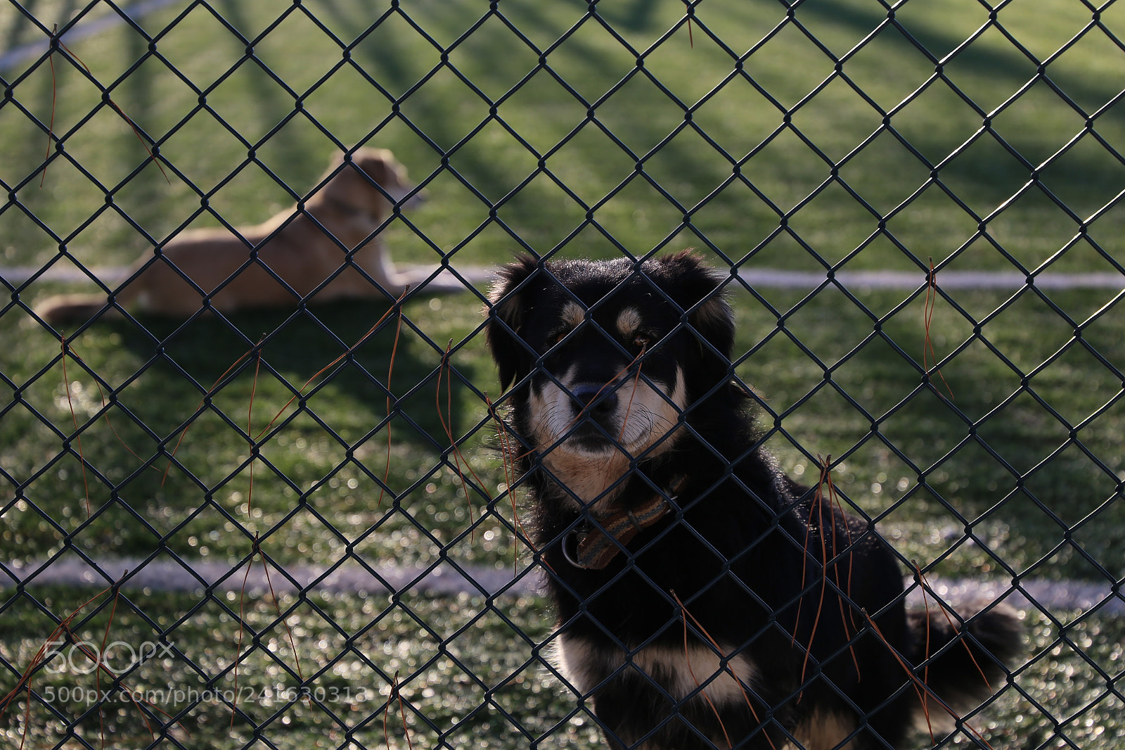 Canon EF 24-105mm F3.5-5.6 IS STM sample photo. Two dogs playing soccer photography
