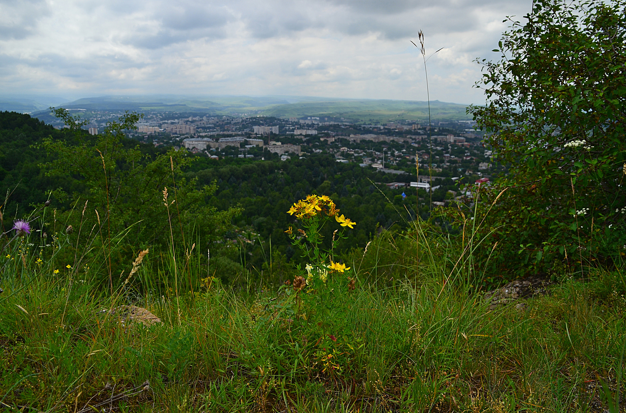 Nikon D3100 sample photo. Hypericum on the edge photography