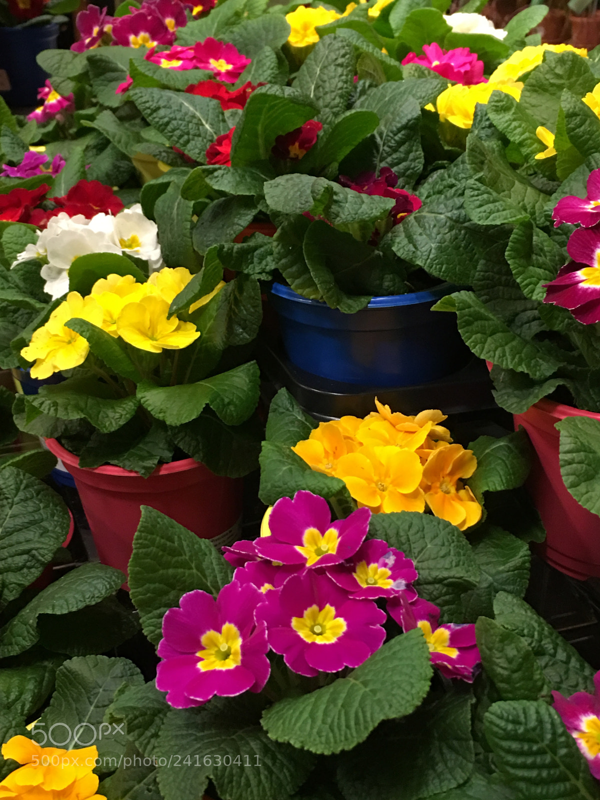 Apple iPhone 6s Plus sample photo. Flowers for you photography