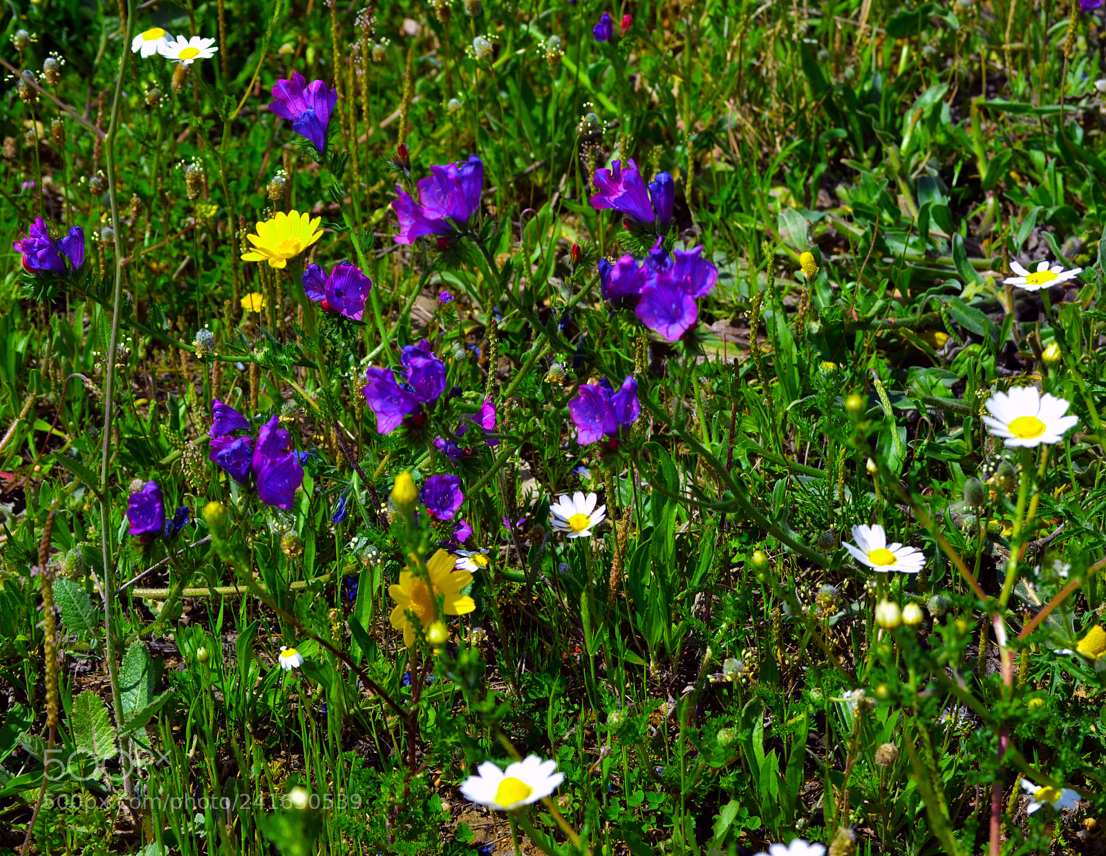 Nikon D3100 sample photo. Primavera photography