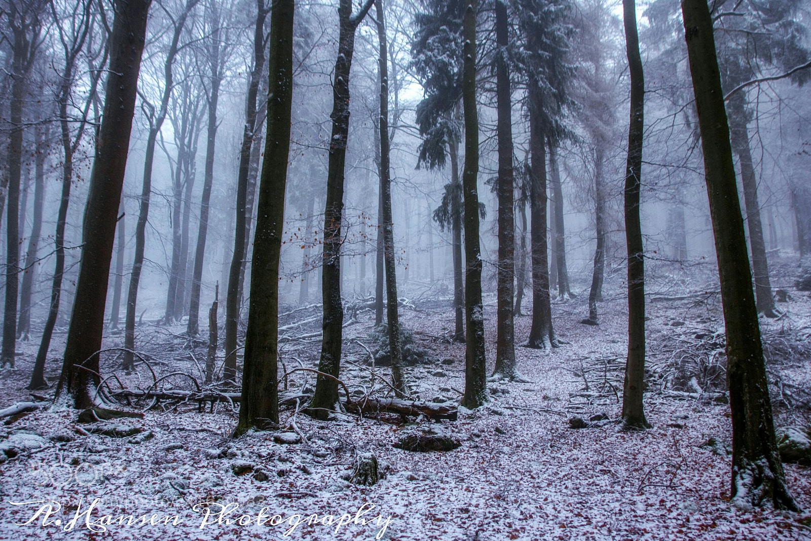 Canon EOS 750D (EOS Rebel T6i / EOS Kiss X8i) sample photo. Frosty morning  photography