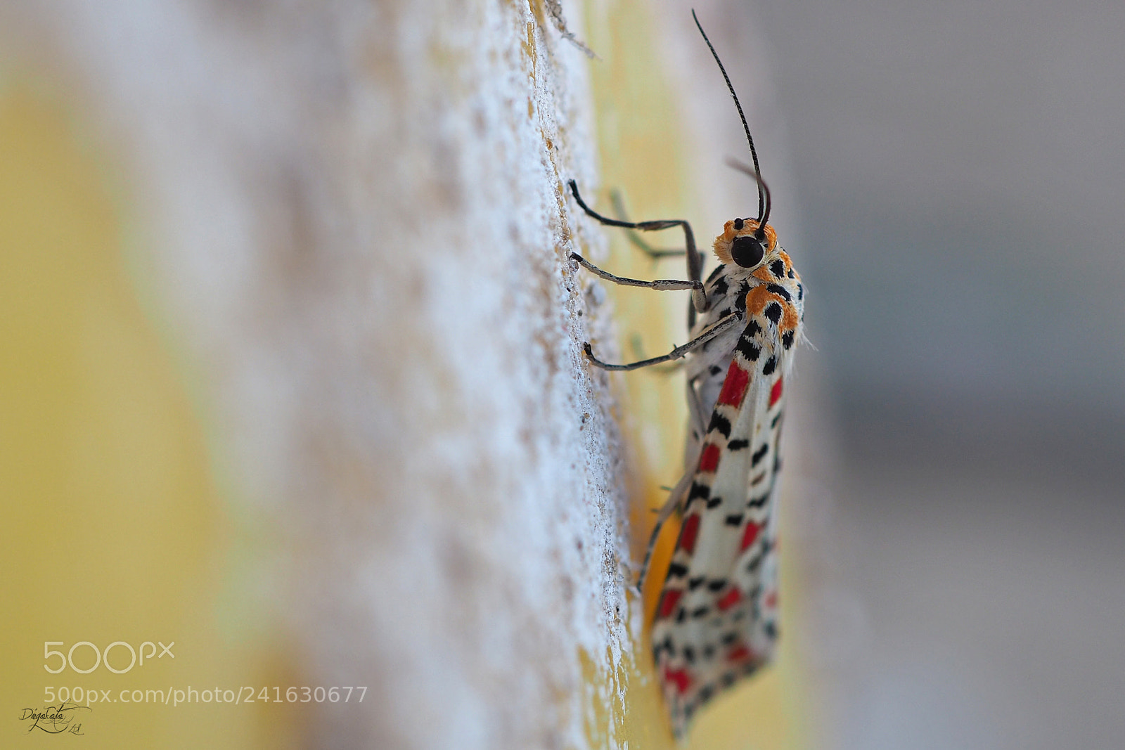 Olympus OM-D E-M10 II sample photo. El crimson manchado, nomeolvides photography
