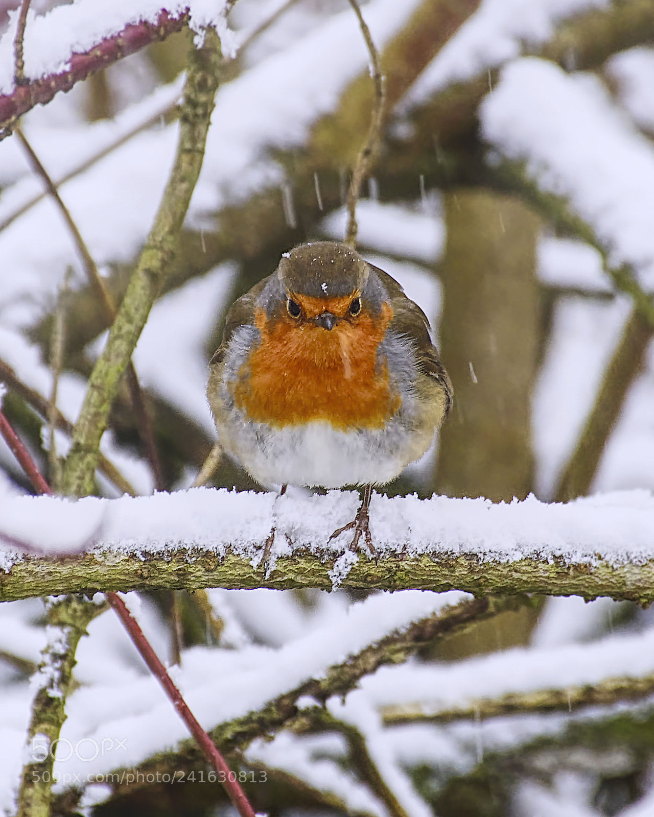 Nikon D7200 sample photo. Angry bird cropped version . photography