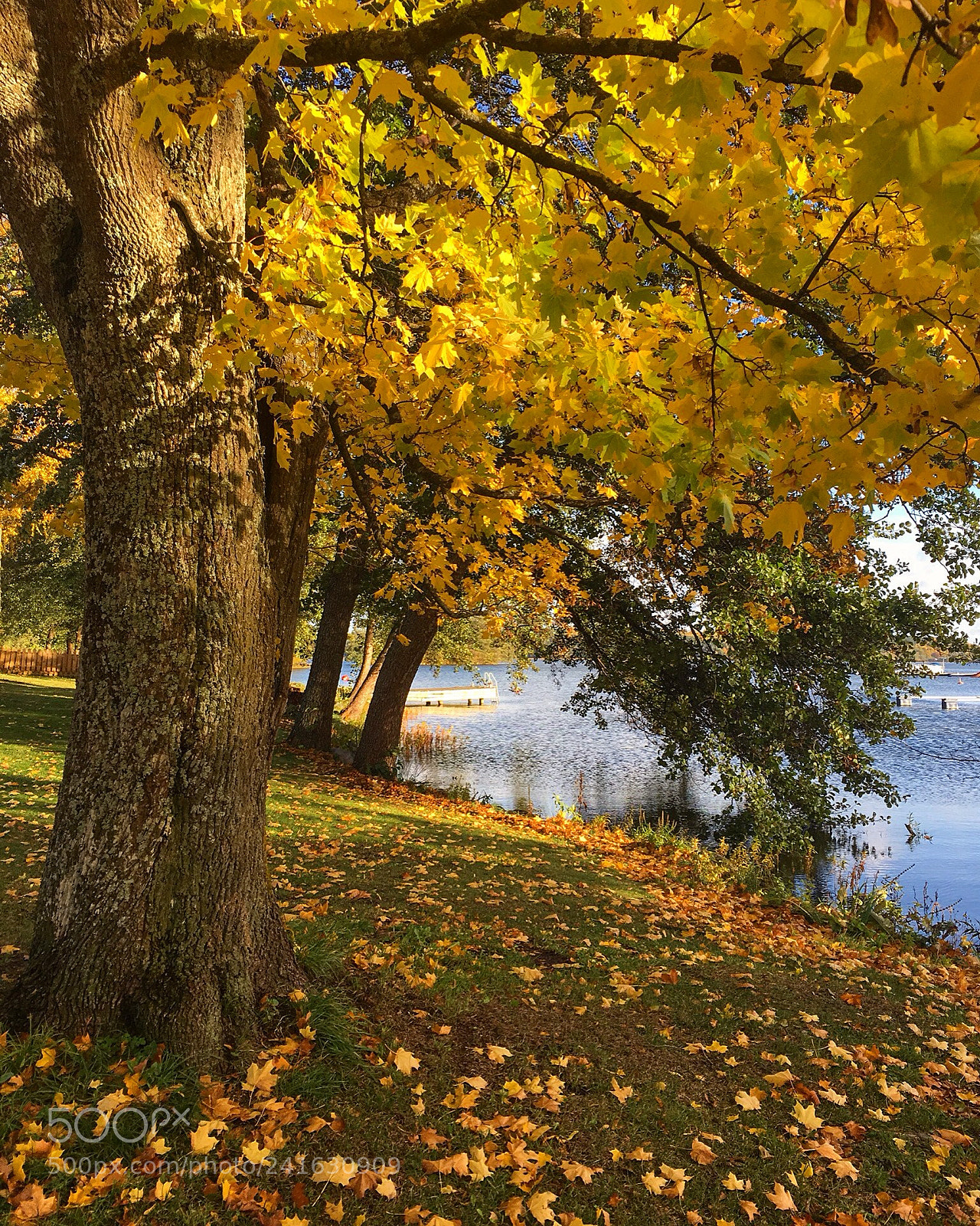 Apple iPhone 6s sample photo. Autumn photography