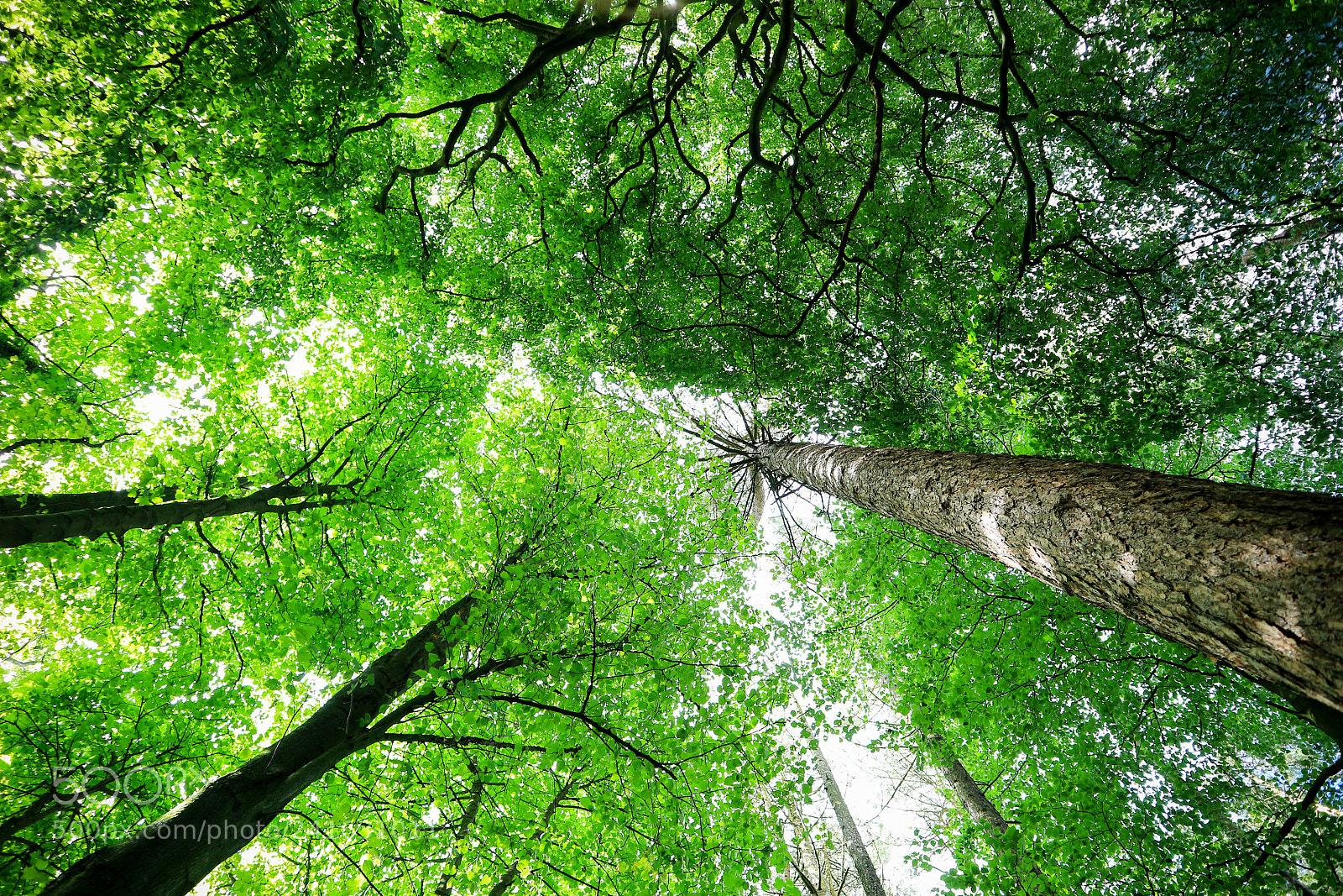 Canon EOS M10 sample photo. Forest photography