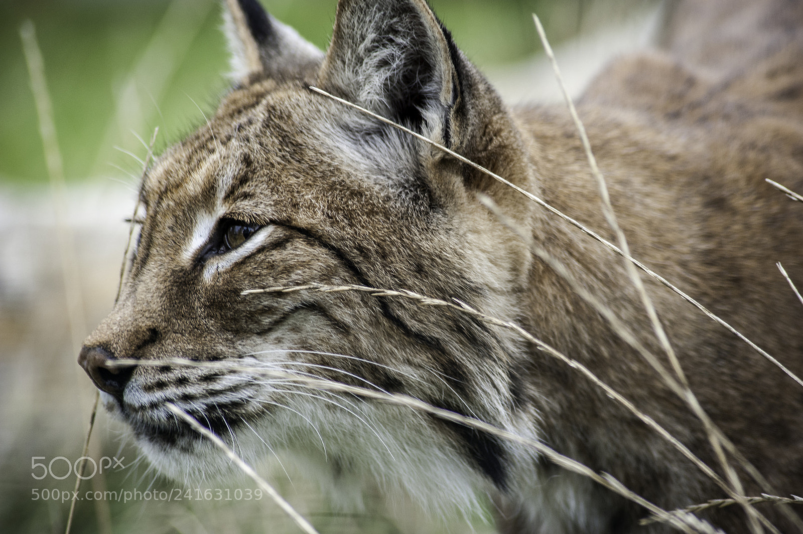 Nikon D700 sample photo. Eurasian lynx photography