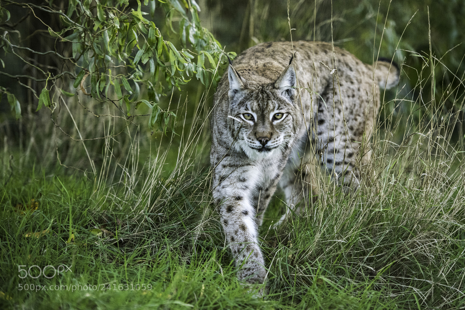 Nikon D810 sample photo. Eurasian lynx photography