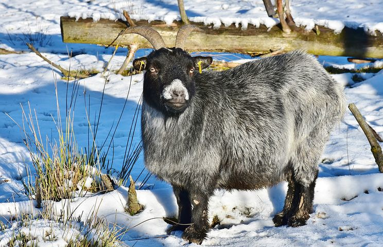 Nikon D7200 sample photo. Goat photography