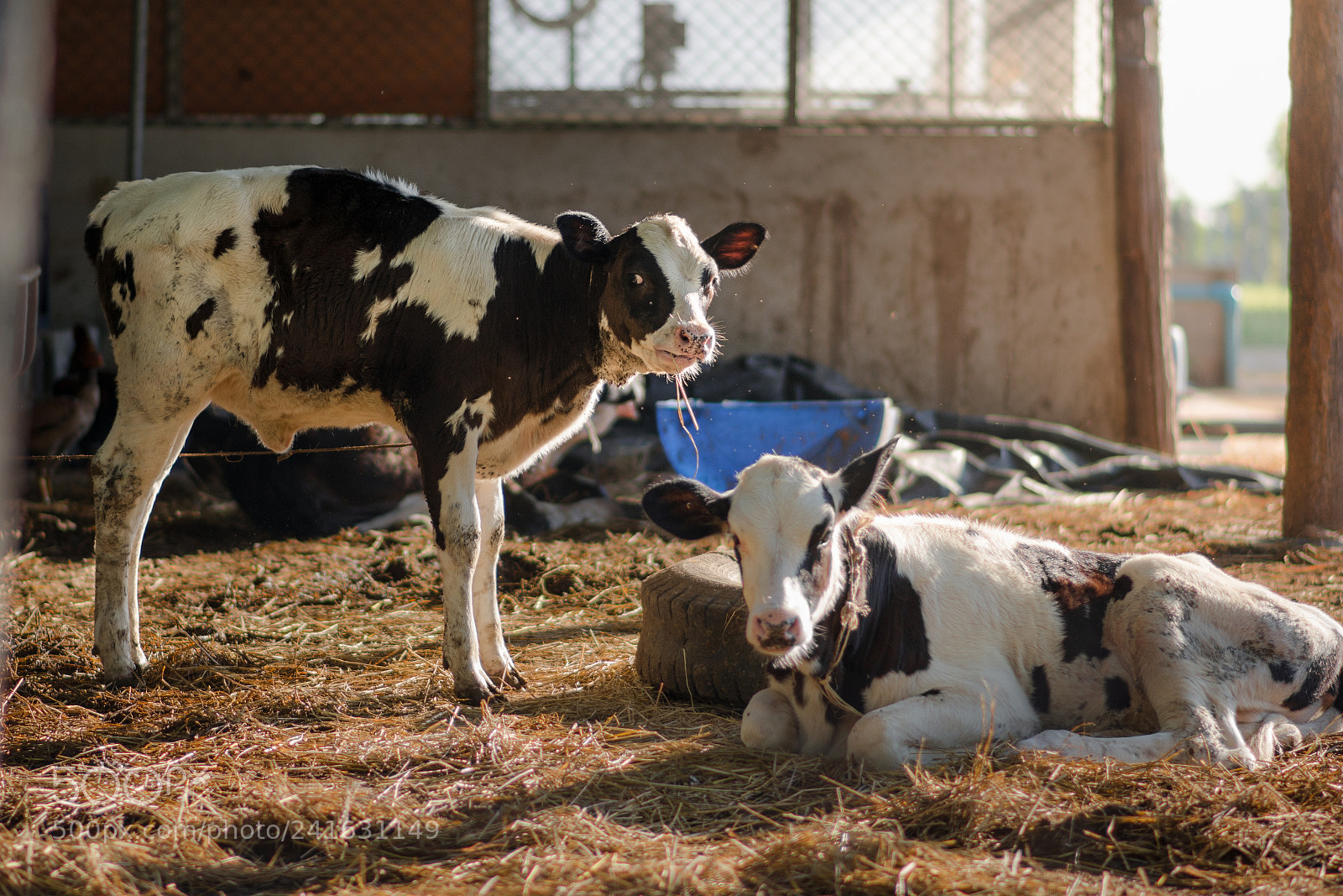 Nikon D7200 sample photo. Cow photography