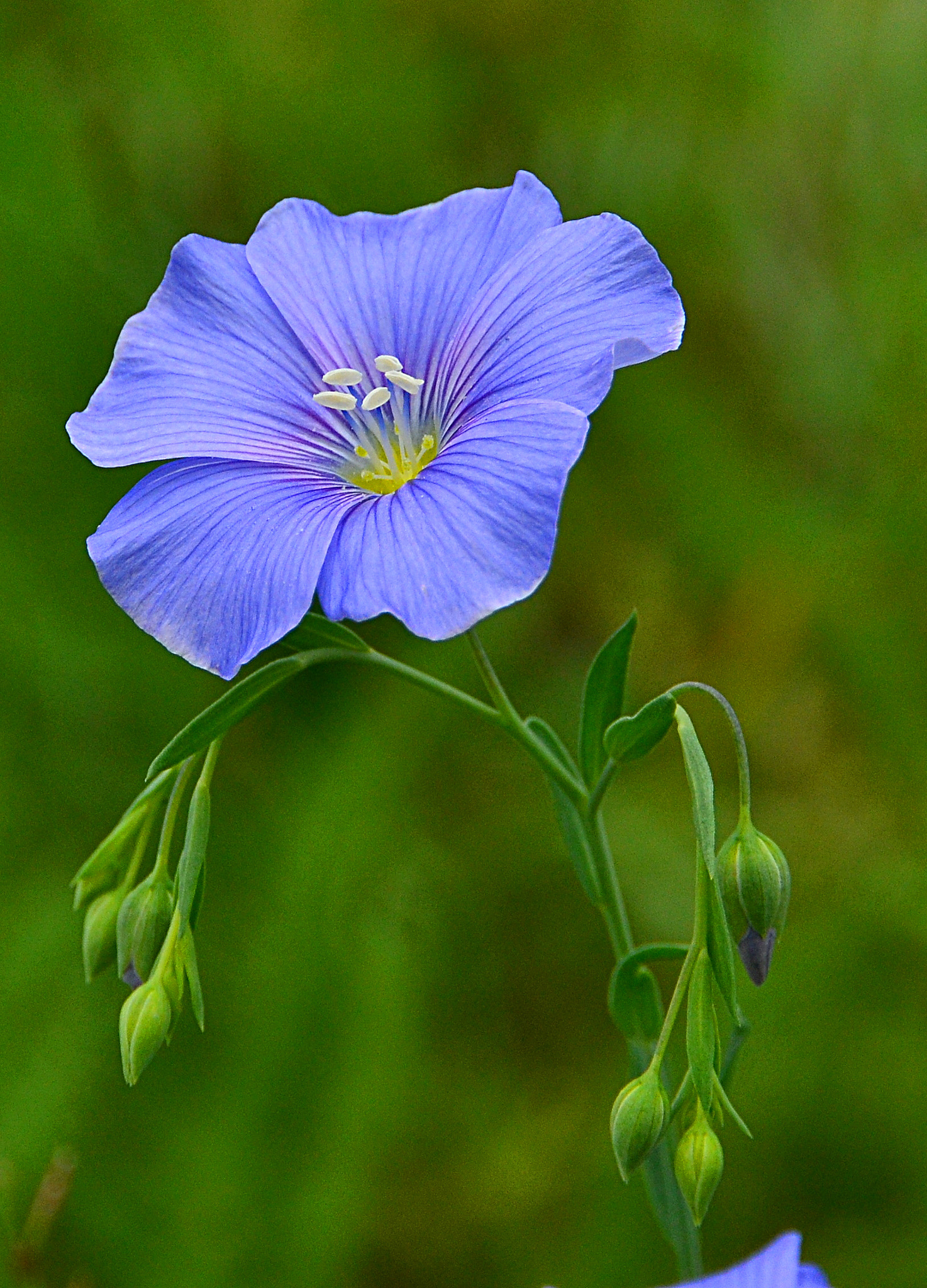 Nikon D3100 sample photo. Flower and burgeons photography