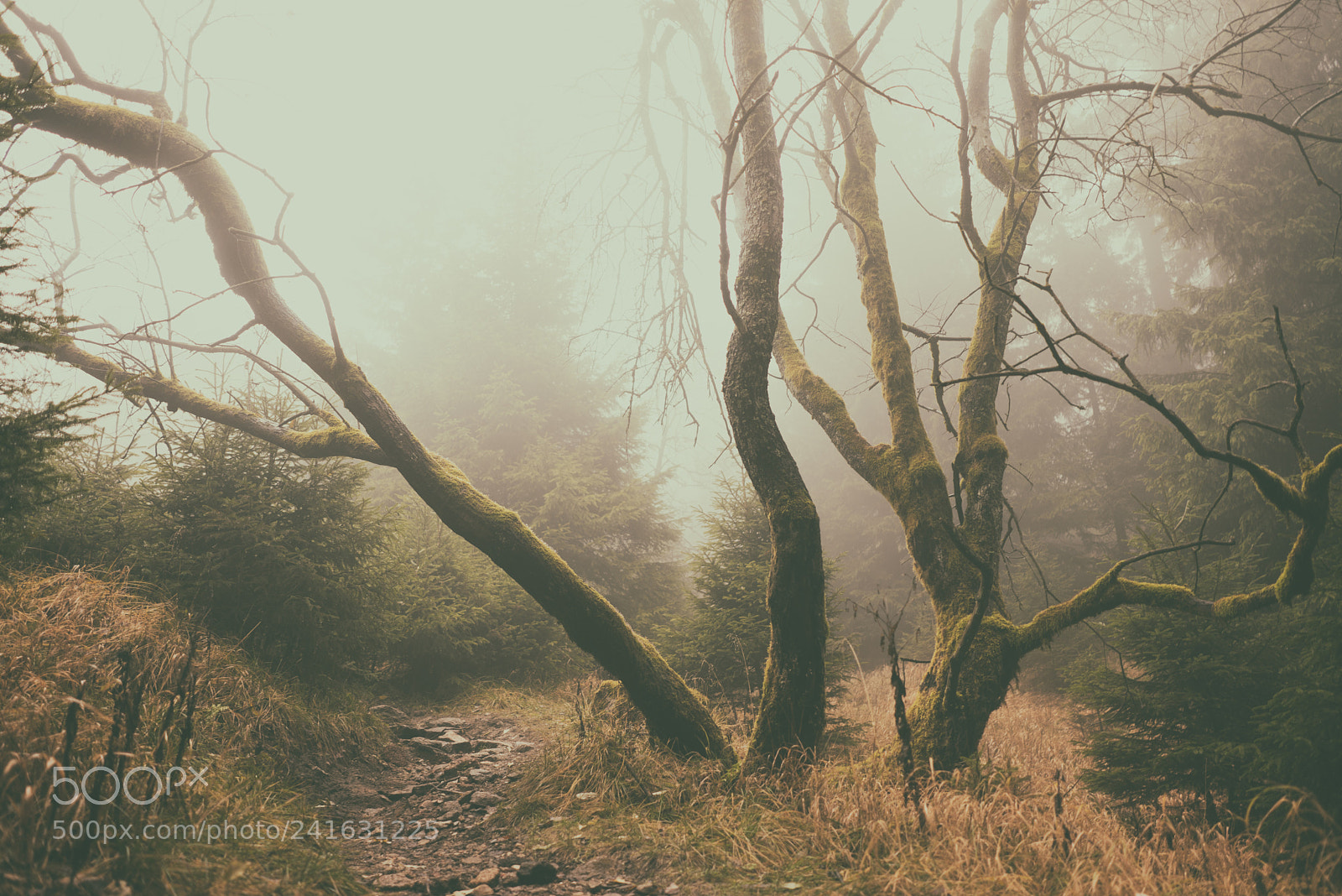 Sony a7R sample photo. Nebelwald photography