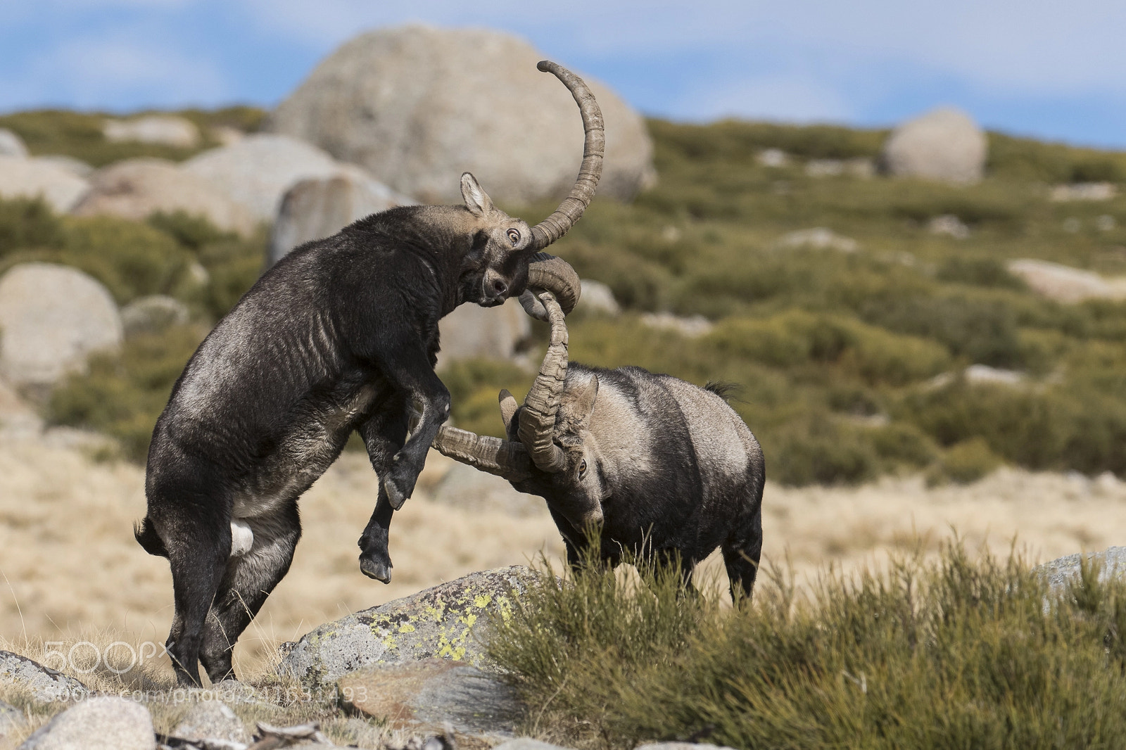 Nikon D500 sample photo. Spanish ibex fighting photography