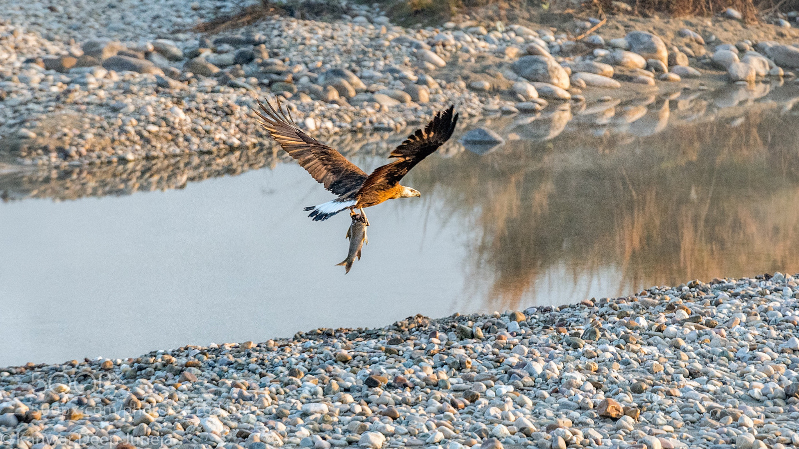 Nikon D5 sample photo. Pallas’s fish eagle photography