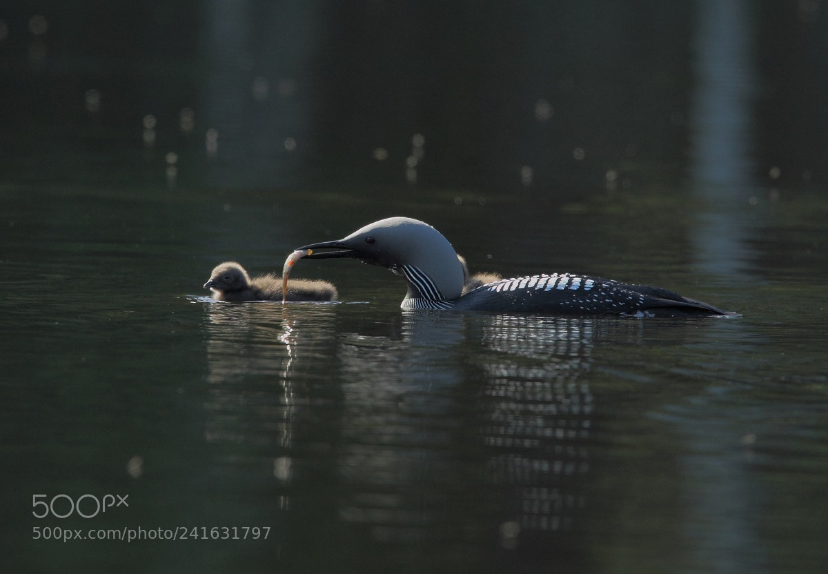 Canon EOS-1D Mark III sample photo. Arctic loon tampere finland photography