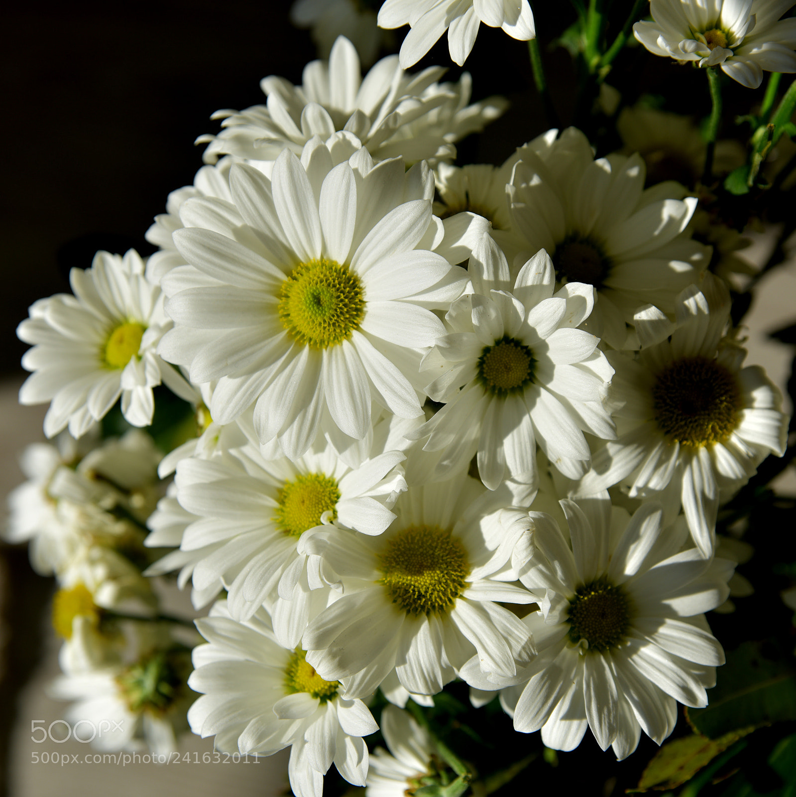 Nikon D810 sample photo. Papatya photography