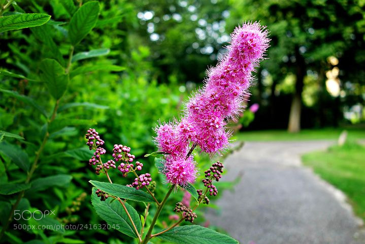Sony Cyber-shot DSC-RX100 sample photo. Flower photography