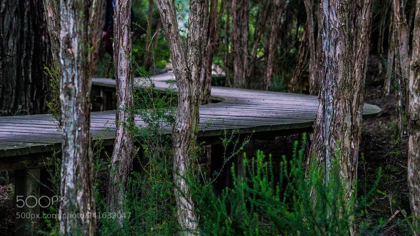 Sony SLT-A57 sample photo. Boardwalk photography