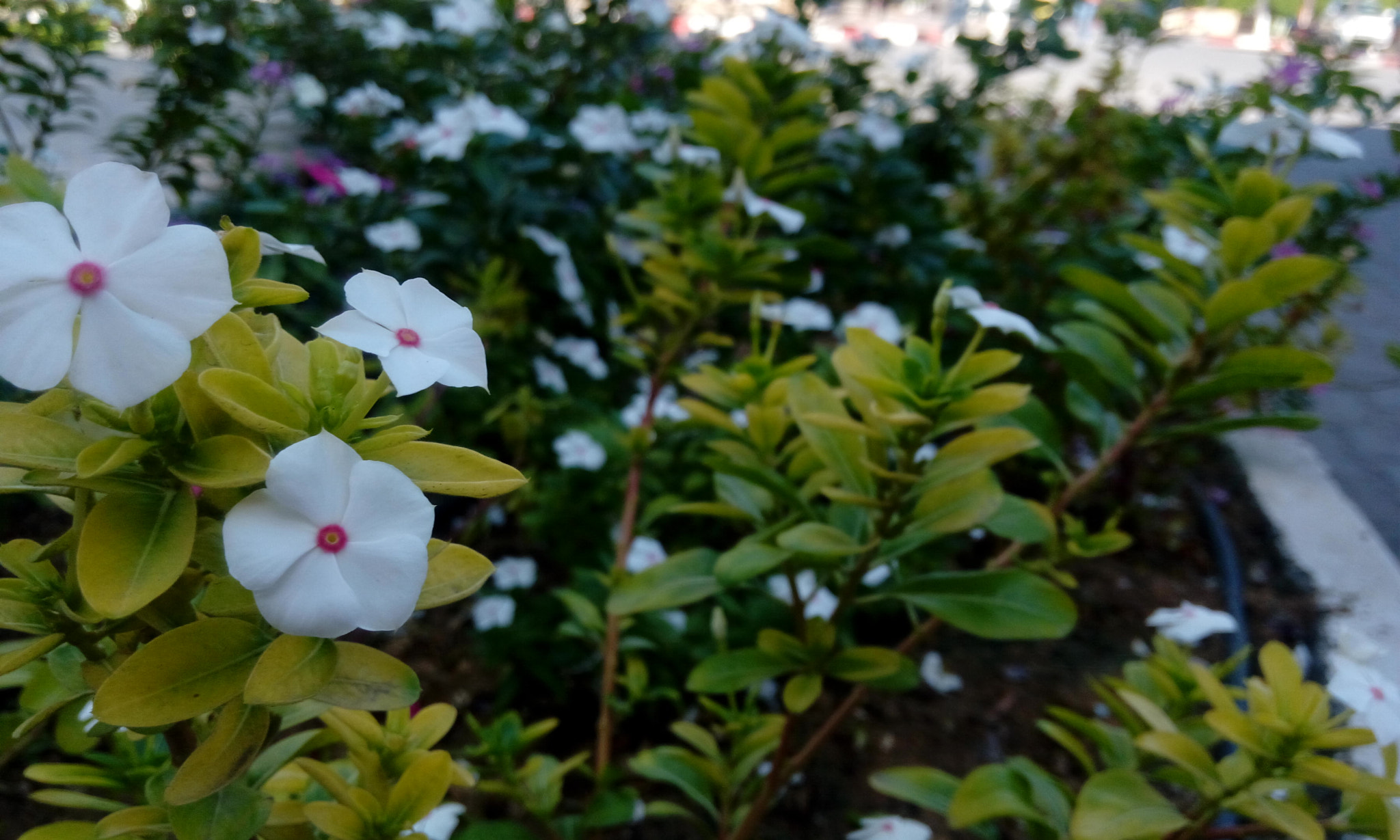 HTC DESIRE 820G PLUS DUAL SIM sample photo