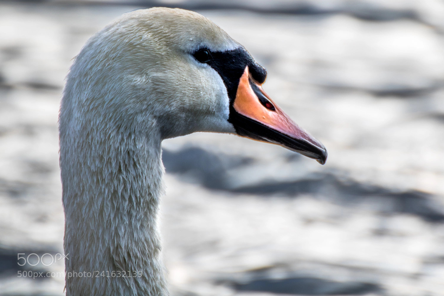 Canon EOS 750D (EOS Rebel T6i / EOS Kiss X8i) sample photo. A swan photography