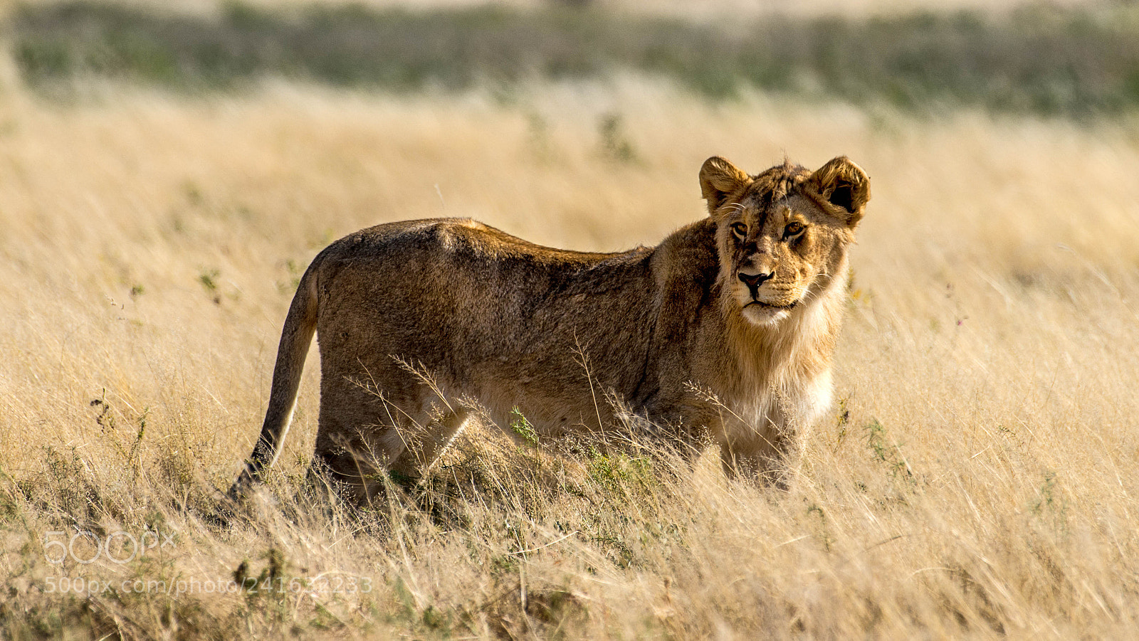 Pentax K-5 II sample photo. Young lion photography