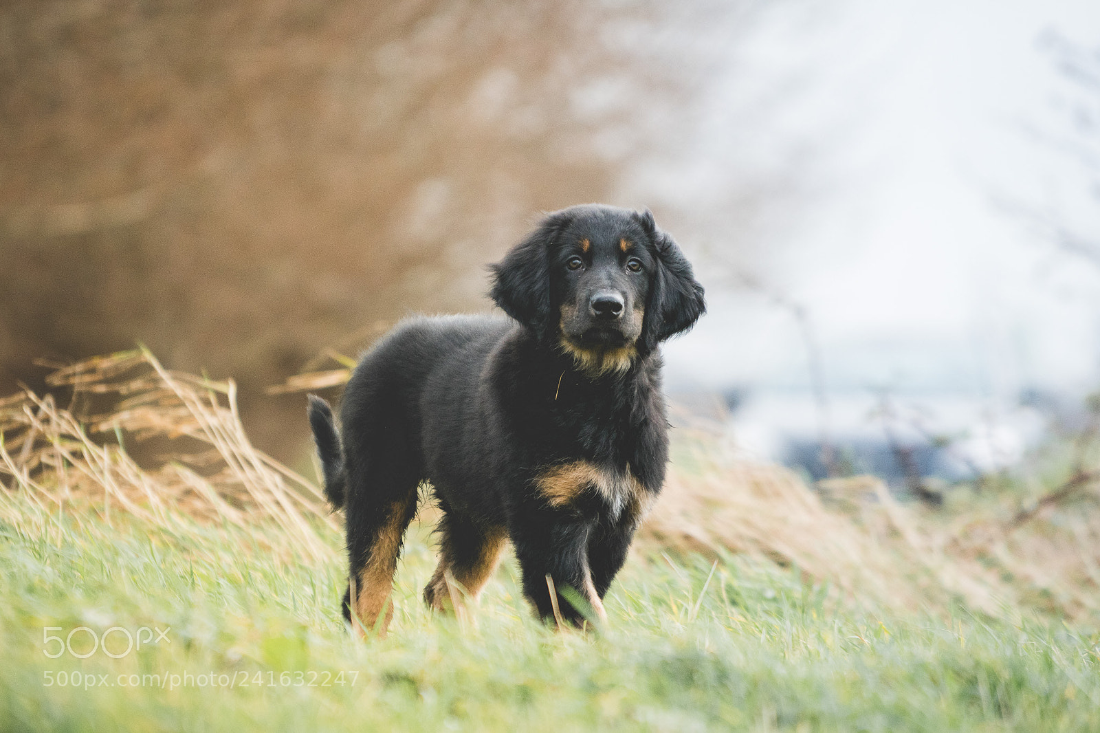 Sony a6300 sample photo. Dexter photography