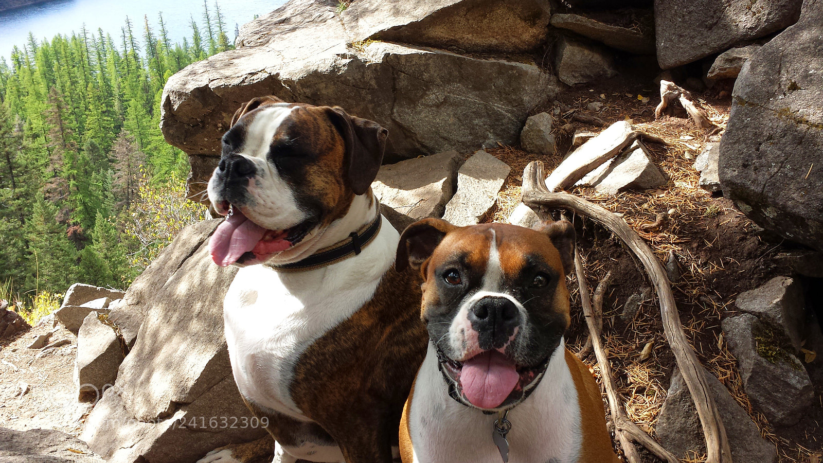 Samsung Galaxy S4 sample photo. Happy pups, hiking in photography