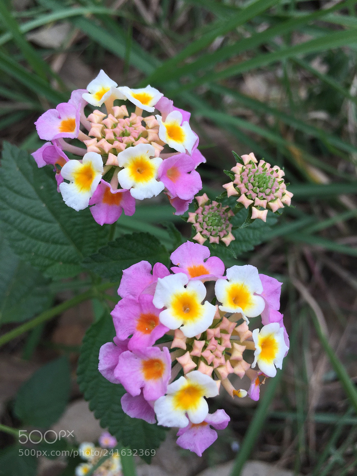 Apple iPhone 6s Plus sample photo. Macro world photography