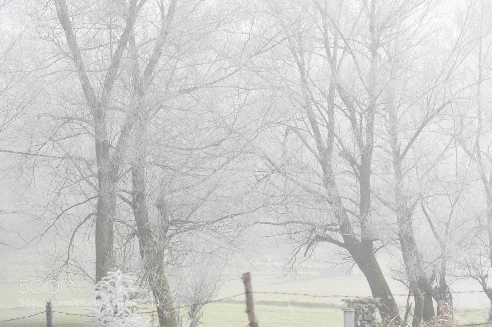 Nikon D7100 sample photo. A foggy day photography