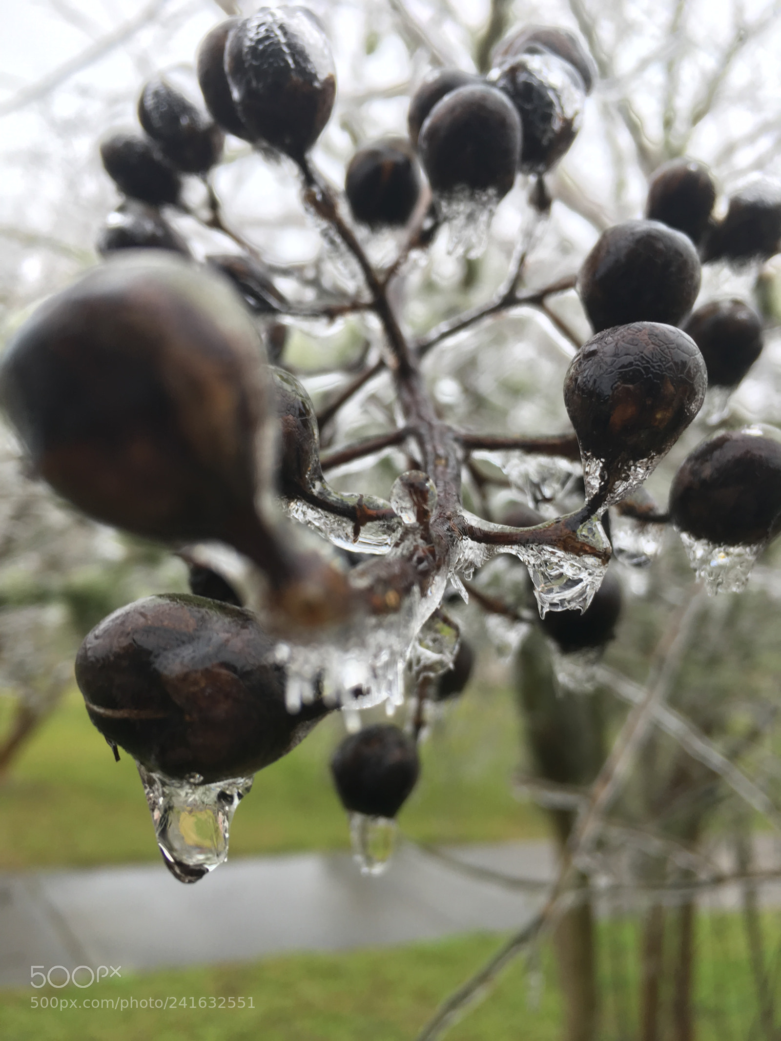 Apple iPhone SE sample photo. Icy berrys photography
