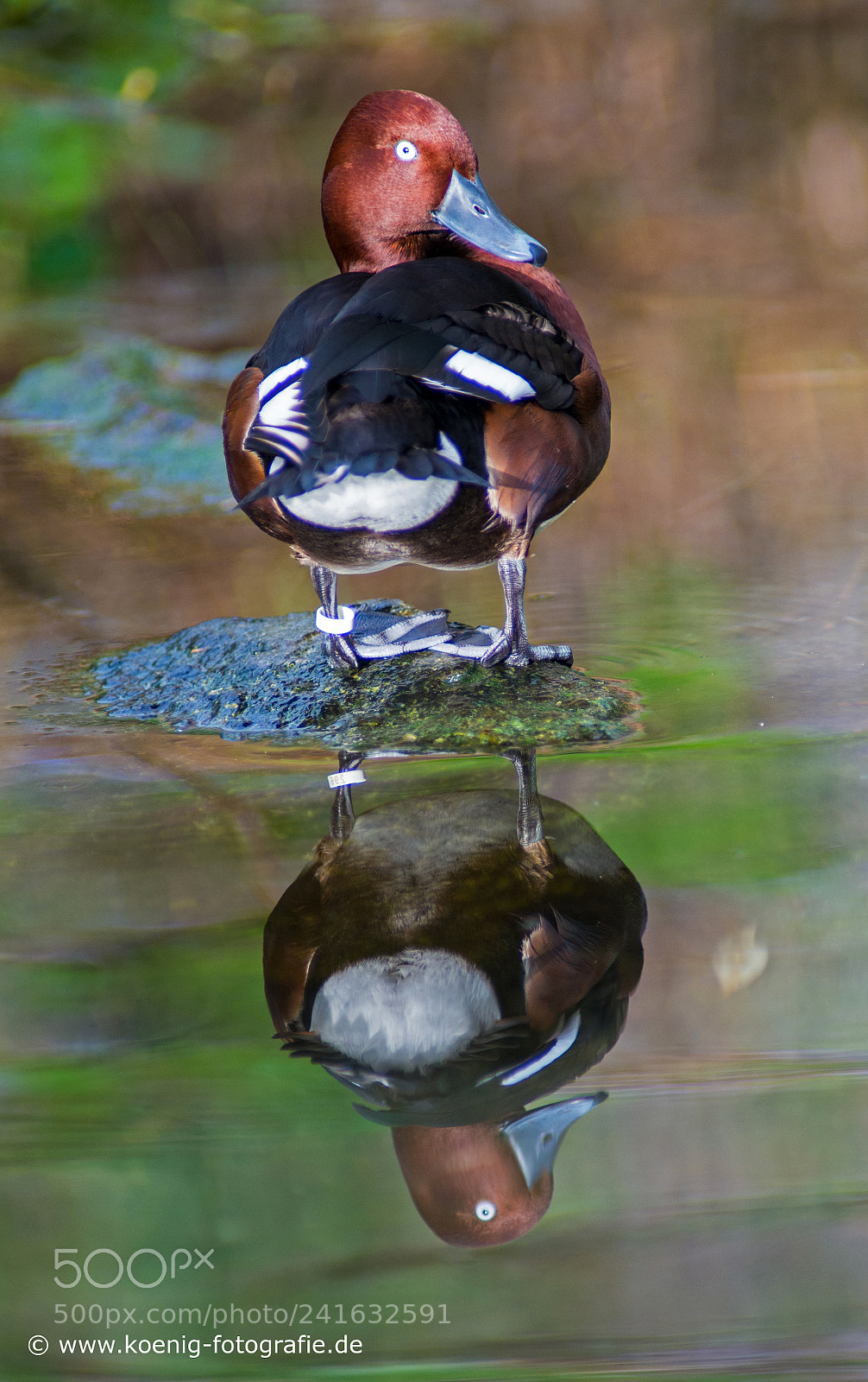 Nikon D600 sample photo. Duck at the pond photography