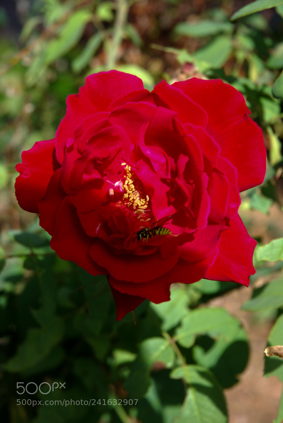Nikon D80 sample photo. Rosa no jardim em photography