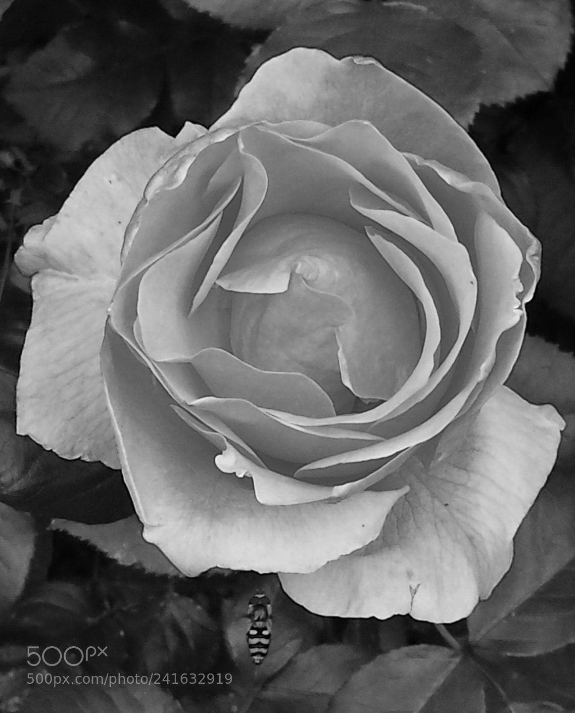 Samsung Galaxy S4 sample photo. Bee a rose, in photography