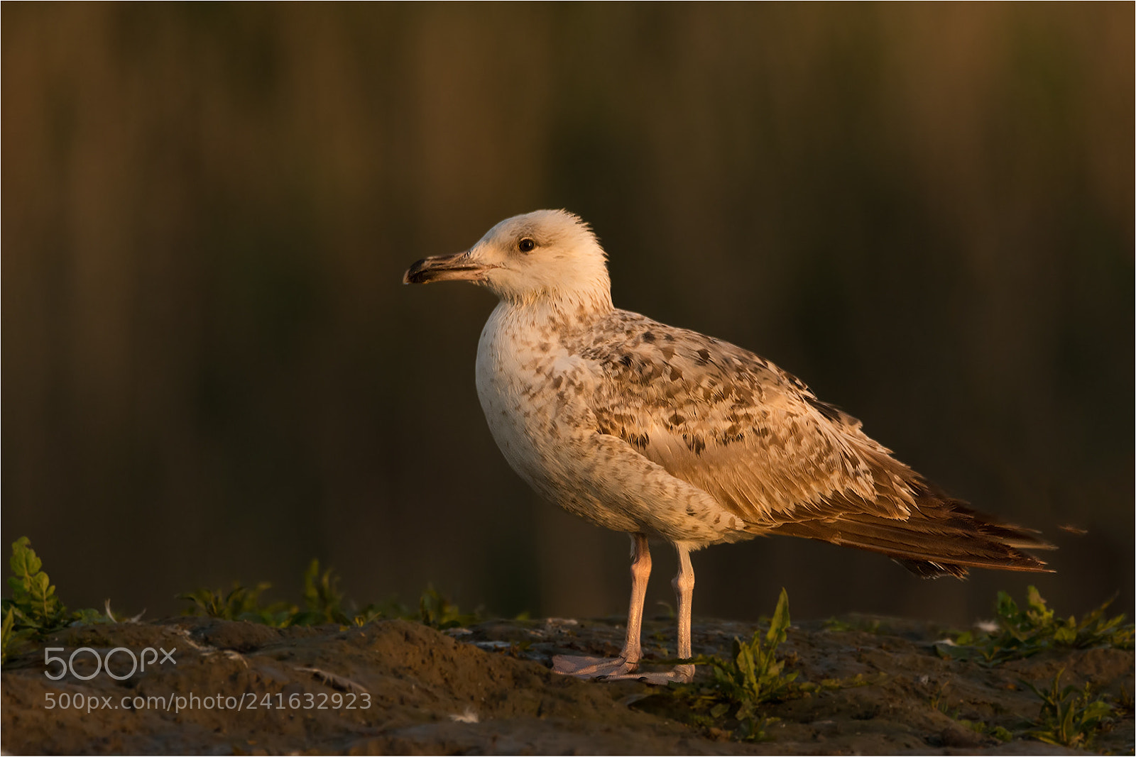 Nikon D7200 sample photo. Dove photography