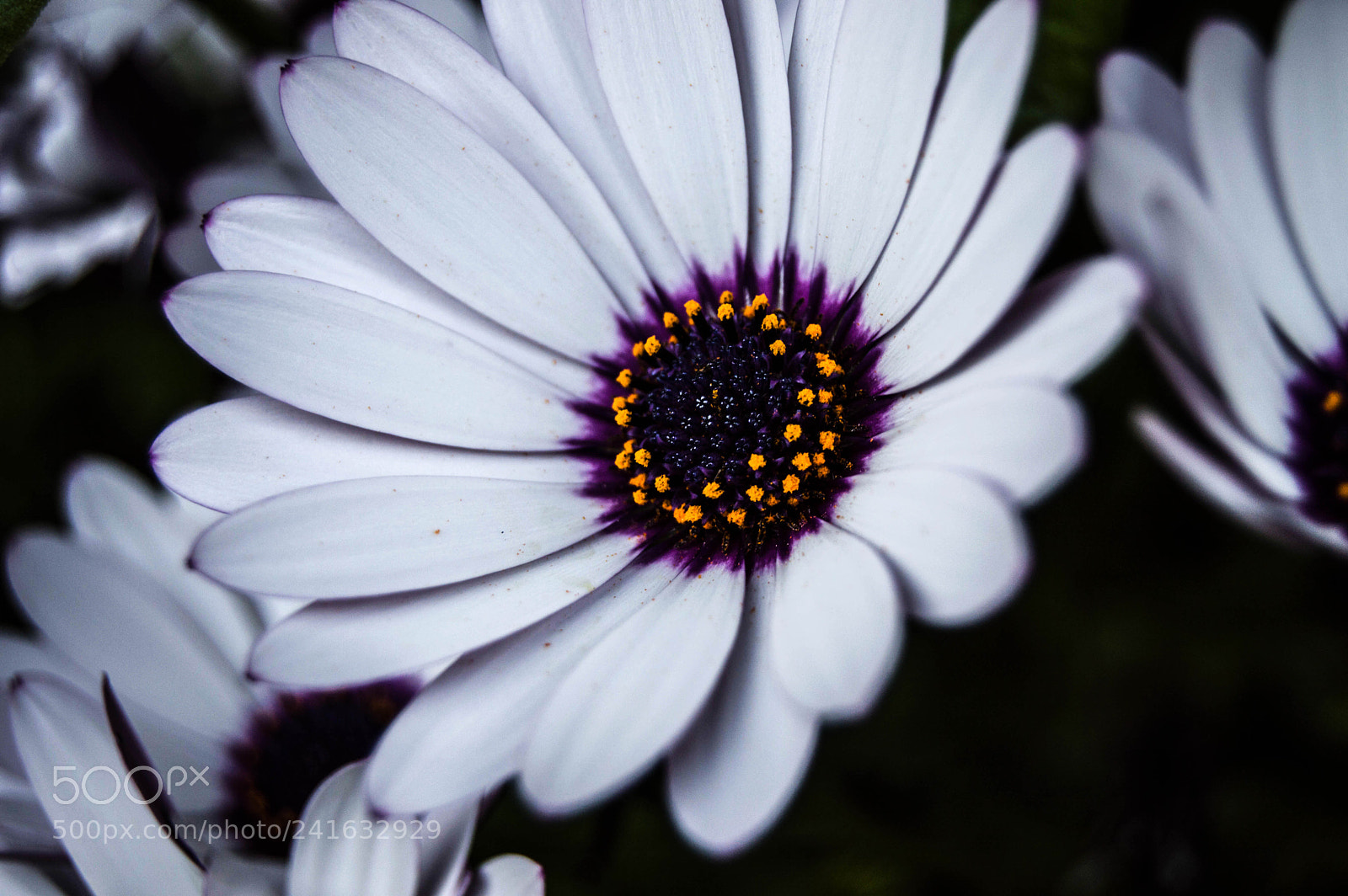 Nikon D3200 sample photo. Purple. photography