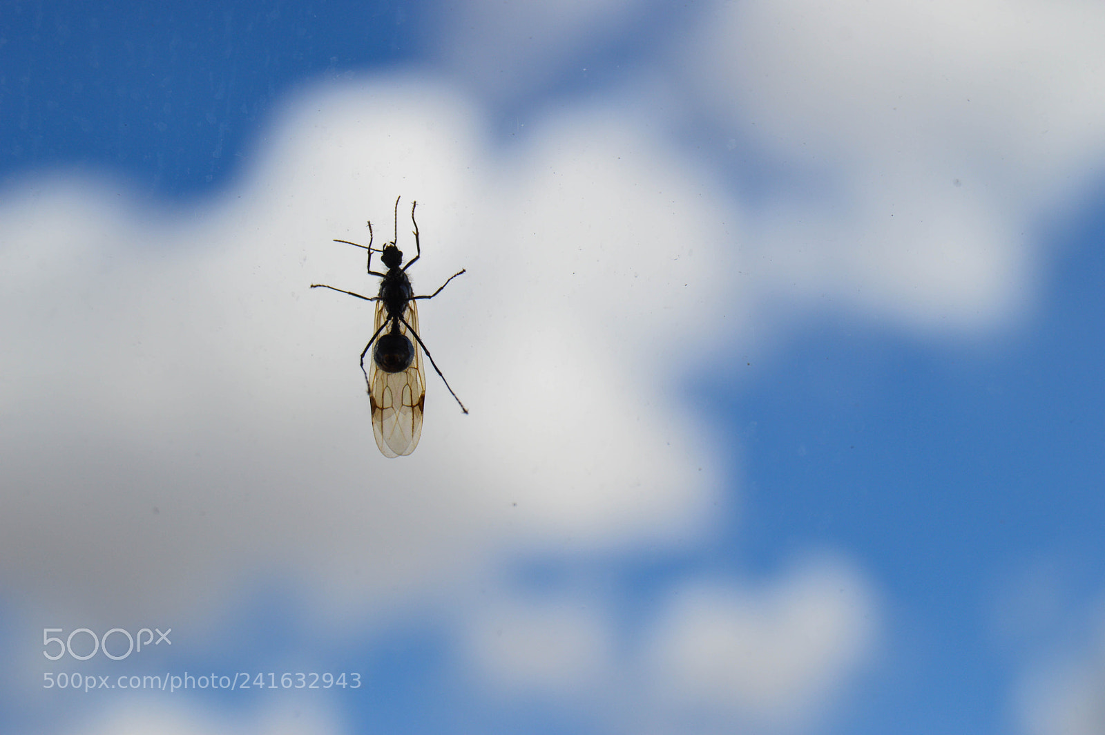 Nikon D3200 sample photo. Contraste. photography