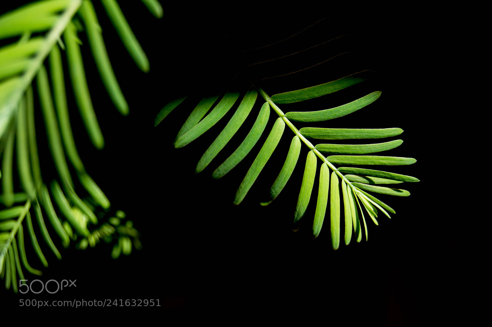 Nikon D3200 sample photo. Hojas. photography